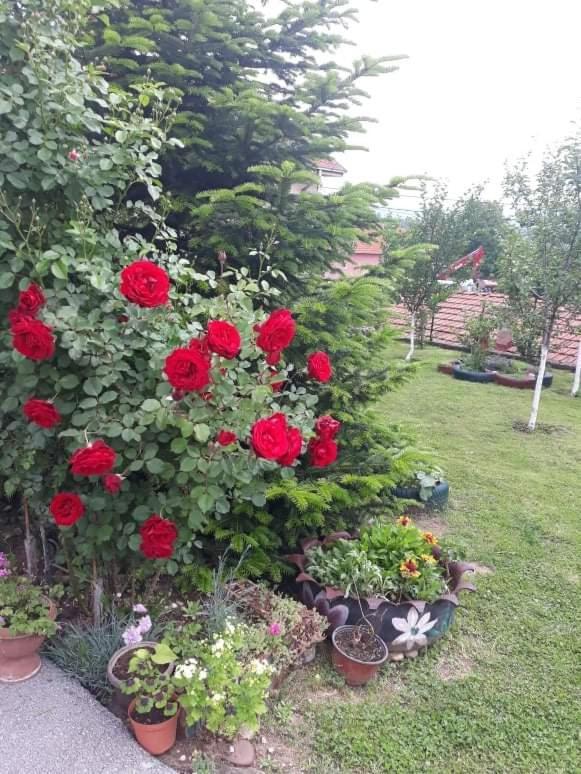 Apartman Drina Berilovac 外观 照片